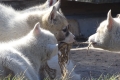 Kangerlussuaq: Schlittenhunde