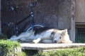 Pond Inlet: Schlittenhund