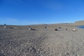 Beechey Island