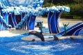 Seaworld: Delphinshow