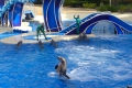 Seaworld: Delphinshow