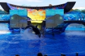 Seaworld: Orca Show