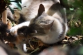 Korfu: Katze am Kloster Paleokastritsa