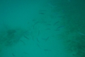 Barbados: Tauchgang