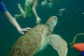 Barbados: Wasserschildkröten