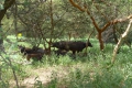 Bahia Nationalpark, Dakar, Senegal