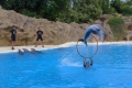 Loro Parque, Teneriffa