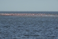 Flamingos in der Lagune von Walfischbai