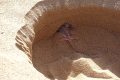 Wüste Namib: Schwimmfußgecko