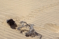 Wüste Namib: Chamäleon