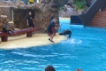 Loro Parque - Seehund-Show