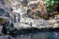 Loro Parque - Pinguine