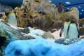Loro Parque - Pinguine