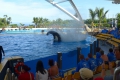 Loro Parque - Orca Show