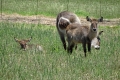 Botlierskop Game Reserve