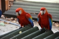 Île Royale: Papageien