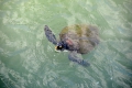 Île Royale: Schildkröte