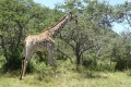 Kariega Game Reserve