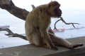 Affen auf Gibraltar