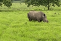 Ausflug "Safari im Tala Naturreservat"