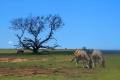 Ausflug "Safari im Lalibela Game Reserve"