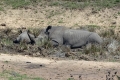 Ausflug "Safari im Lalibela Game Reserve"