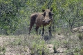 Ausflug "Safari im Lalibela Game Reserve"