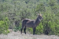 Ausflug "Safari im Lalibela Game Reserve"