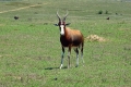 Ausflug "Safari im Lalibela Game Reserve"