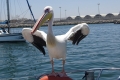 Pelikan auf dem Katamaran