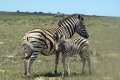 Lalibela Private Game Reserve