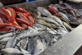 Das Beste von São Vicente - Fischmarkt