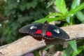 Mariposario