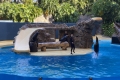 Loro Parque - Seelöwenshow