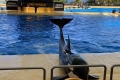 Loro Parque - Orca Show