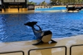 Loro Parque - Orca Show