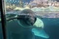 Loro Parque - Pinguine