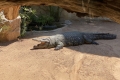 Bioparc Valencia - Nilkrokodil