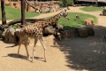 Bioparc Valencia - Giraffen