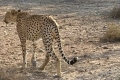 Mit dem Safari-Truck durch das Naturreservat