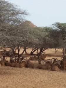 Sir Bani Yas