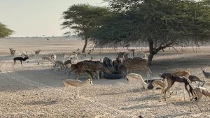 Arabian Wildlife Park