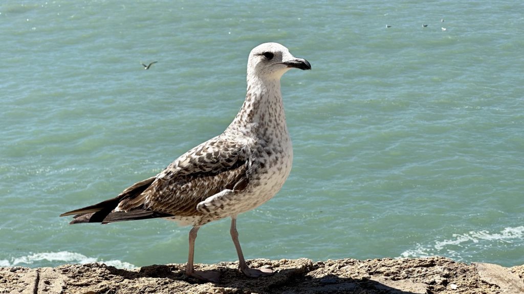Möwe in Cádiz