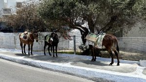 Esel und Maultiere in Pyrgos